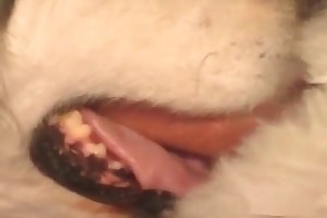 horse sex bestiality porn movies