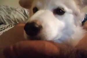public sex with animals video galleries porn movies