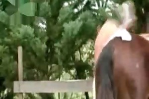 two animals having sex videos