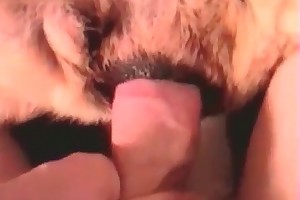 www pictures of animals having sex movies
