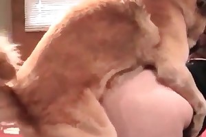 dog & women fucking porn videos