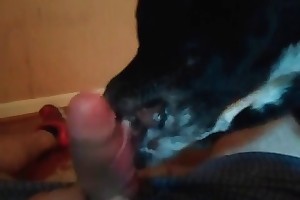 stephan animal porn movies