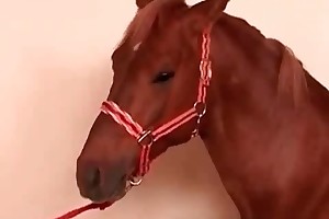 animal sex porno