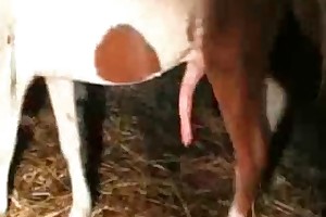 animal porno videos