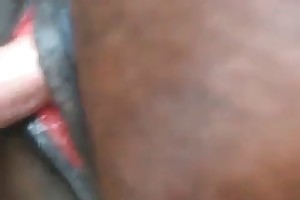bestiality forroom porn videos