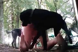 examples of sexual selection in animals videos
