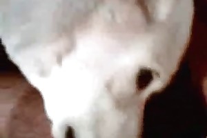 free gay beastality porn