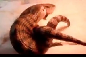 beauty and the beast sex cartoon porn videos
