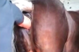 animal reiki sussex movies