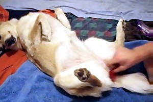 vagina penetrated by a snake free porn