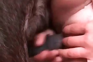 free videos of animal sex movies