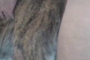 animal sex pron porn videos