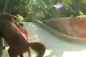 anns bestiality