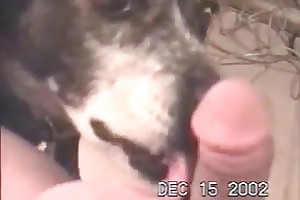 snuff animal sex videos