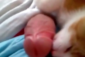 housewife trying horse sex