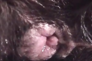 animal sex and incest videos