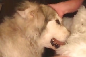 beast beauty chug drink sexy she movies