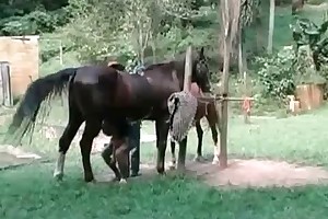 sexing animals porn movies