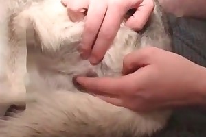 watch free farm animal porn videos
