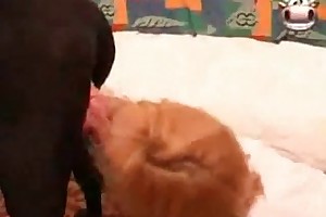 animal sex you tube videos
