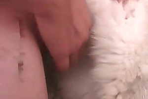 picture of animals having sex porn videos