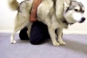 Dog with tight hole penetrated by a good zoophile