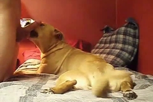The large dick of this zoophile is pleased by a doggo