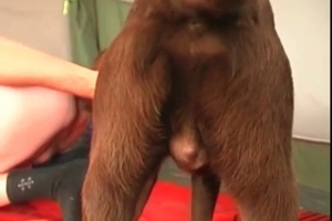 Stunning dog is orally pleasing a large penis
