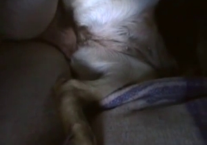 Amazingly large dick is screwing this small pupper