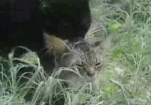 Grass sex for a pair of kinky pussycats