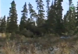 Pair of black deers are fucking like proper champs