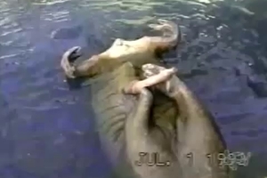 Sea cat jerking off the massive soft cock of a dude