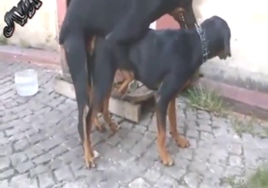 Dog mate with passion, but it's kinda tough