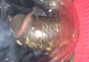 BBC is way too yummy, crickets flock to it