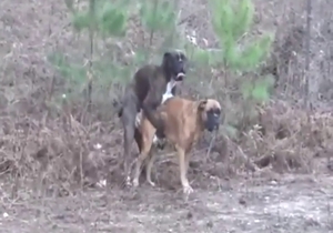 Doggystyle mating with two animals that want it