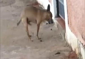 Amazing dog masturbation with a sexy beast
