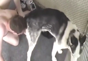 Man vs dog fucking scene with lots of oral