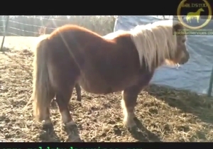 Stallion shows off that colossal penis outside