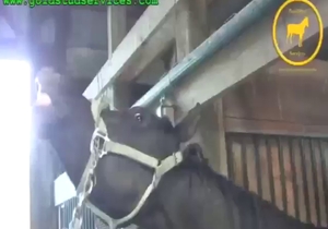 Amazing horse cock being pleased on camera