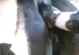 Moaning animal wants to be happy with penetration