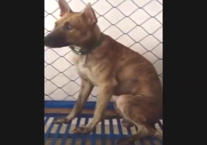 Lustful dogs from Vietnam fucking around