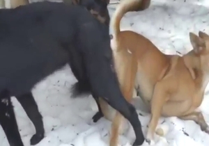 Brown vs black in a hot zoo fucking movie