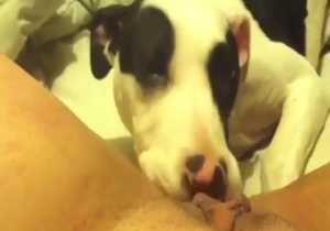 First-timer dog is going to munch on that hot vag