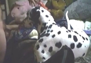 Dalmatian is going to lick this dude's hot cock