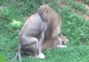 Outdoor lion fuck with 2 majestic animals fucking