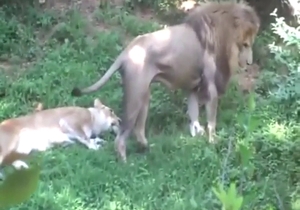 Outdoor lion fuck with 2 majestic animals fucking