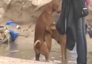 Dog fuck scene gets messy, it's a dirty spot