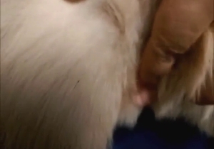 Husky is going to get fingered while in heat