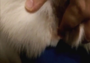 Husky is going to get fingered while in heat