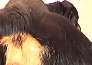 Rottweiler dog almost refusing to pull it out